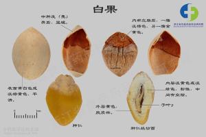 白果 标本图